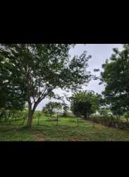 Landscape with mature trees, grass, and fencing near the Pacific coast Playa El Rompío Panama