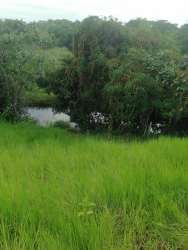 Panoramic view of farmland with pond, dense trees and greenery near Gatun Lake Panama