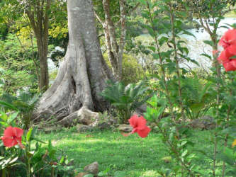 Lush tropical garden with large blooming trees and lake view in Chorrera Panama
