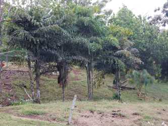 Lakefront open pasture and natural surroundings in Playa Leona, Lake Gatun Panama