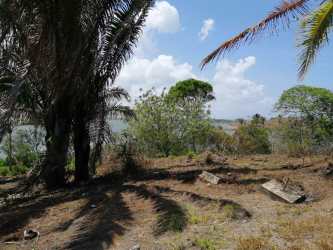 Palm trees, natural green terrain facing water in rural Panama countryside
