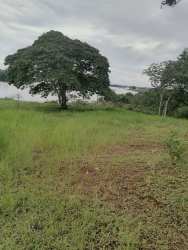 Lakefront 16 Hectares Farm La Arenosa Chorrera
