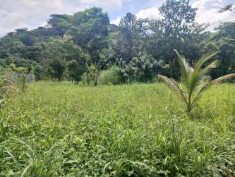 Flat grass field encircled by natural tropical forest land for sale Capira Panama