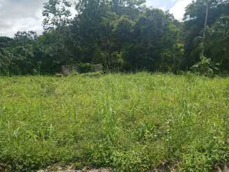 4000m2 vacant land site with greenery trees and main paved road Capira Panama