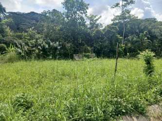 Green open grassy lot bordered by tropical forest along asphalt road Capira Panama