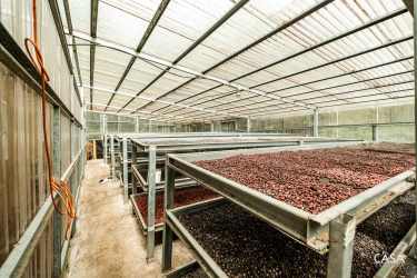 Interior coffee drying facility with trays, greenhouse roof and fans in Jaramillo Boquete Panama
