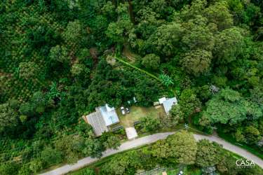 Closeup of coffee bushes with berries in productive farm Boquete Panama