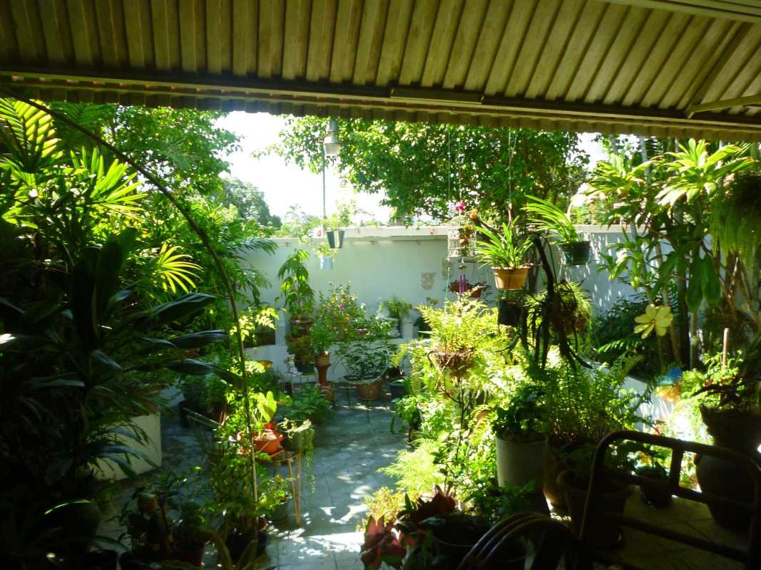 Tropical patio garden with potted plants hanging planters and covered terrace in Panama luxury home