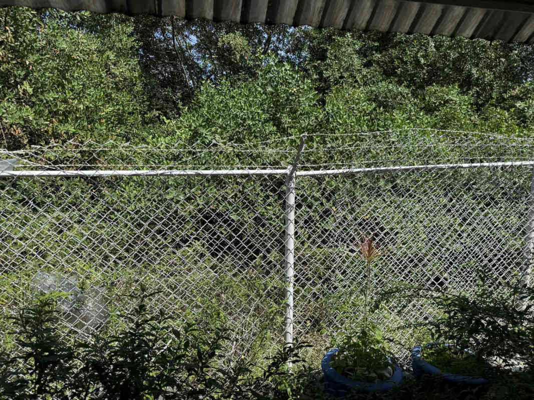 View fenced yard tropical plants covered outdoor area oceanfront home Panama City