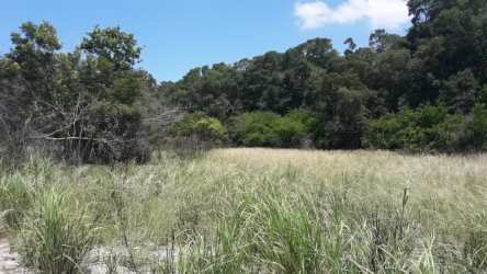 Flat land with native vegetation along ocean Los Azules Anton Panama perfect site for master plan