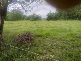 Wide grassy pasture area with trees and fence perfect for agriculture in Panama