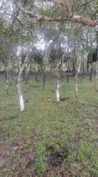 Natural wooded area with fence in large agricultural land property in Cocobo Calobre Panama