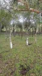 70 Hectares Flat Land for Sale Cocobo Calobre Veraguas
