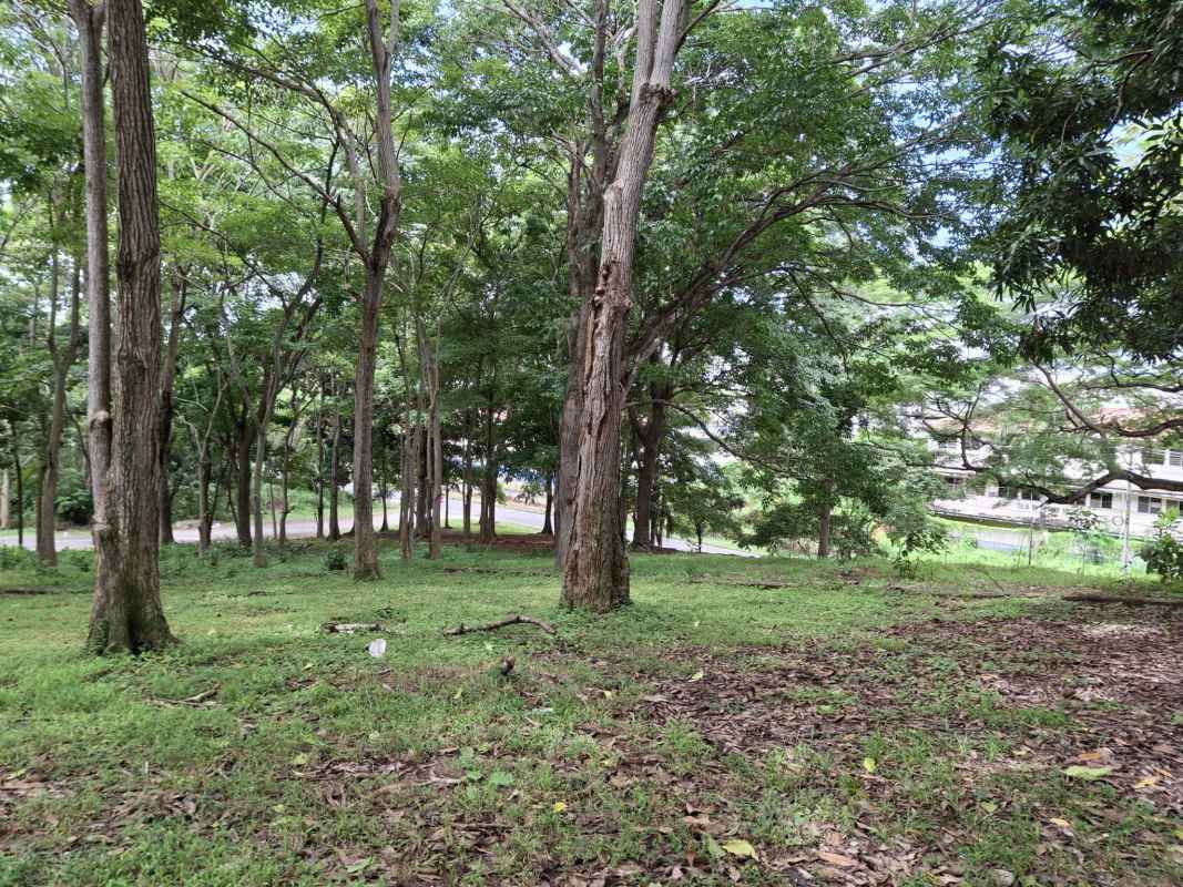 Wooded lot with mature trees grassy terrain and nearby residential houses at Altos de Curundu Panama.