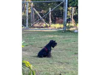 House / Cabin for Rent in Nueva Gorgona - 2 bedrooms