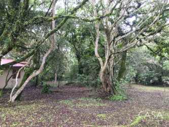 Thick wooded lot with mature trees on property for sale in Volcán