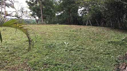 Partially cleared plot with mature trees outdoor space in Brisas de los Lagos Panama