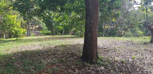 Wooded lot surrounded by mature trees in private residential project Brisas de los Lagos Panama