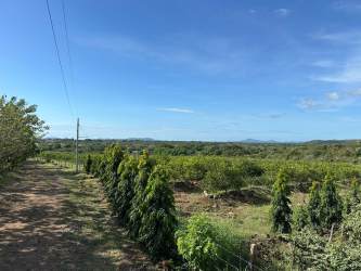 Rows of Persian lime citrus trees planted on farm land Penonome Cocle