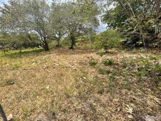 Open terrain with dry grass and scattered trees under blue sky San Carlos Panama