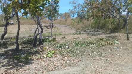 Natural terrain with native plants on vacant lot Rio Mar San Carlos Panama close to Pan-American Highway