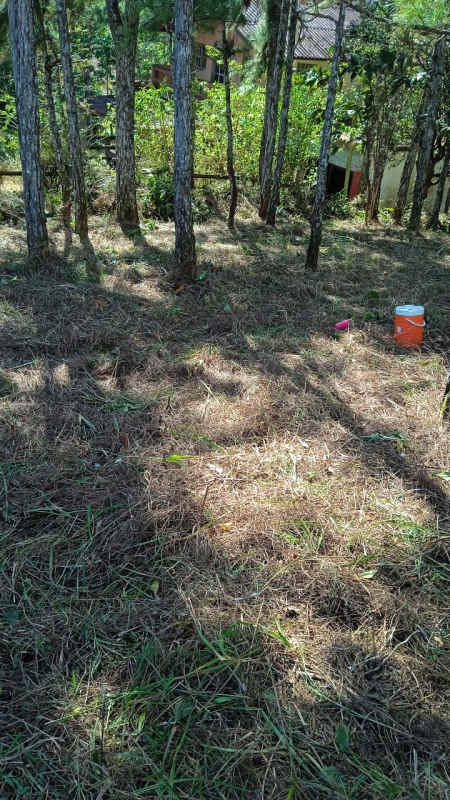 Forest landscape with pine trees and partial house view in Altos de Cerro Azul Panama