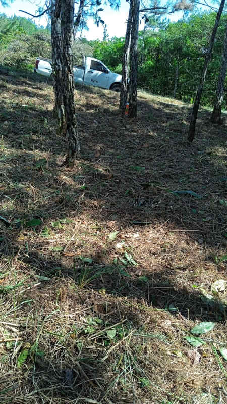 Forested mountain land with pine trees and white pickup truck parked within Altos de Cerro Azul Panama