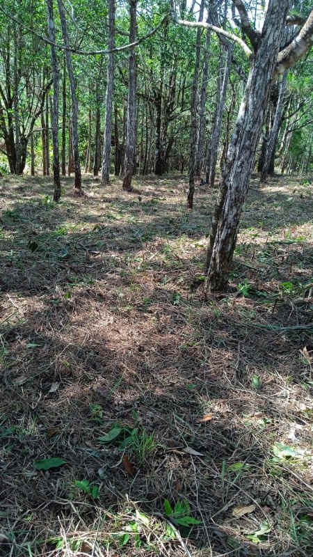 Natural waterfall with river pool surrounded by dense forest inside Altos de Cerro Azul community Panama