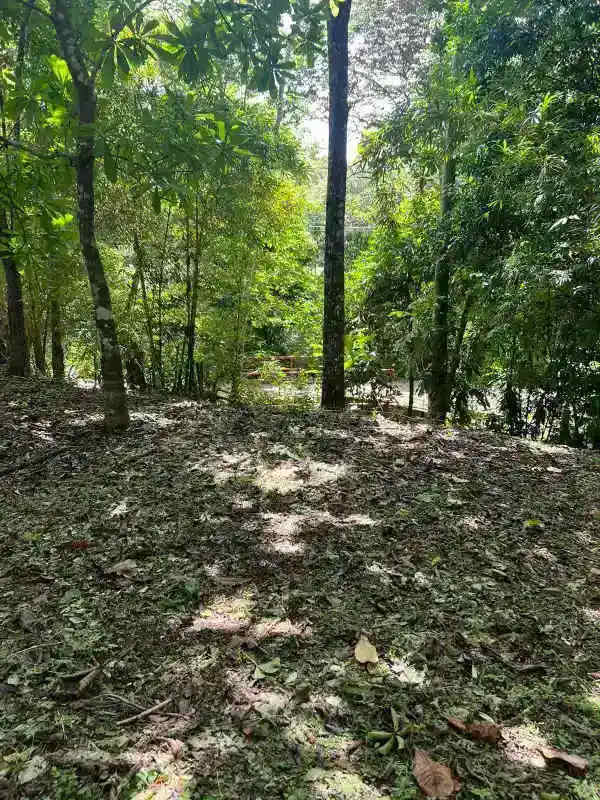 Dense mature forest covering farmland lot in Caimitillo Calzada Larga Panama