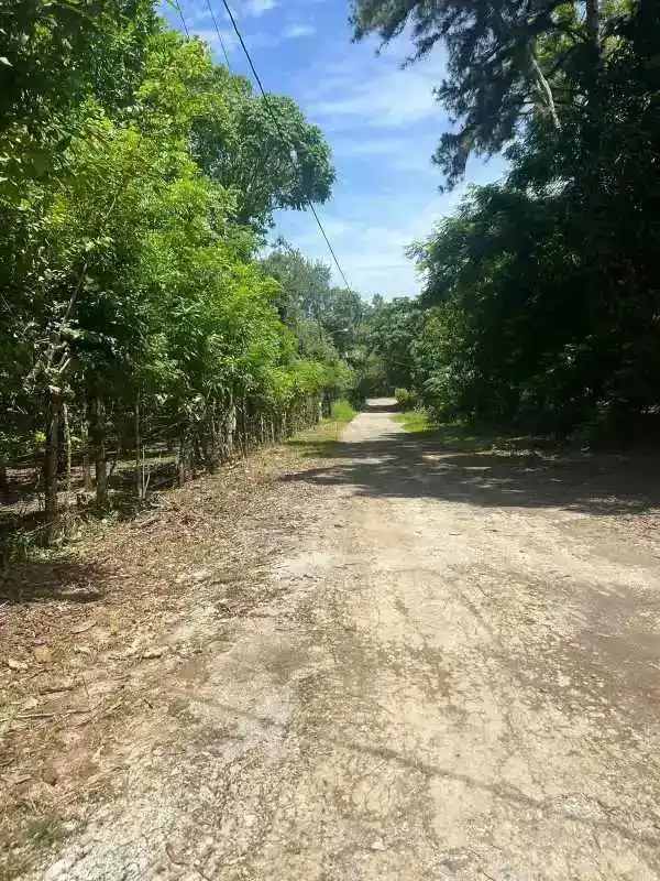 Dirt access road with mature trees and utility lines on farmland for sale in Caimitillo Panama