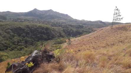 View of forested mountain land with natural vegetation Valle de Anton Panama