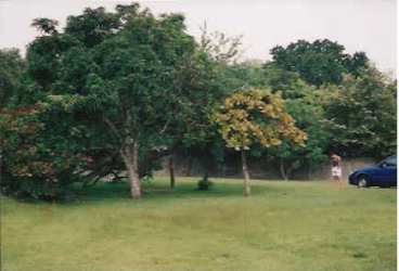 Single-story house surrounded by large green yard with trees.