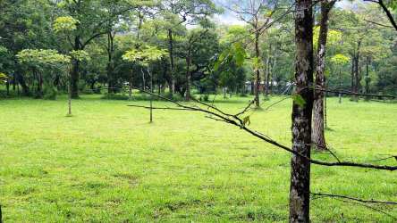 Open flat lot with mature trees ideal for eco lodge or boutique hotel in Panama