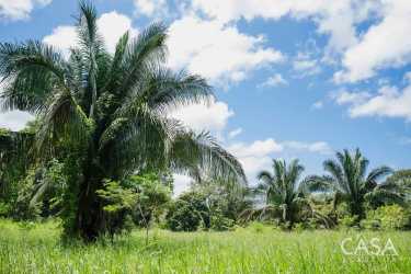Tropical rural landscape with palms and open greenery along the Santiago River, Guabala Chiriquí Panama