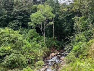 Dense forest area with natural stream Los Mameyes Potrerillos Chiriquí