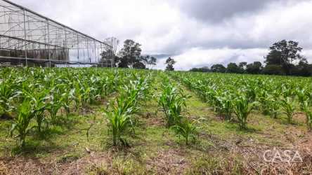 1-Hectare Land with Views & Creek Los Mameyes Potrerillos