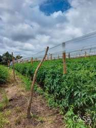 Coffee or crop farmland with protective netting Potrerillos Los Mameyes Chiriquí Panama