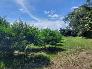 Farmland for Sale in Alanje - 0 bedrooms