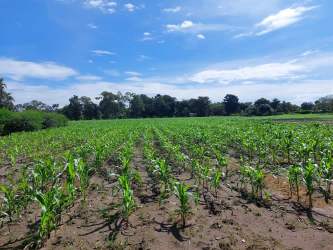 Agricultural development land with tropical environment in rural Panama Chiriquí