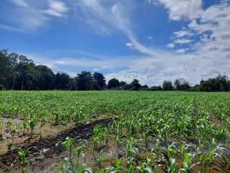Flat rural farmland plot ideal for farming with mountain backdrop in Panama