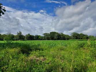 Wide open flat farmland perfect for tropical crop cultivation in Alanje Panama