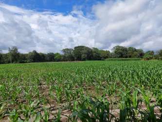 Rich farmland with young crops near a natural river in Alanje Chiriquí Panama