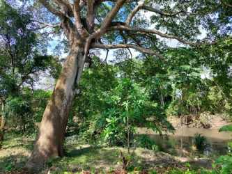 Tree-lined riverbank with lush flora for eco retreat in Alanje Panama