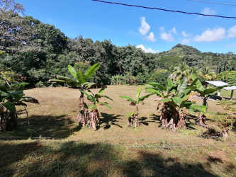 Banana trees and forest backdrop rural property Bajo del Río Panama