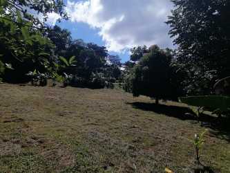 Vacant parcel with banana plants and lush surroundings Bajo del Río Panama