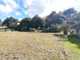 Banana plants in open lot with distant hills Bajo del Río Bejuco Chame
