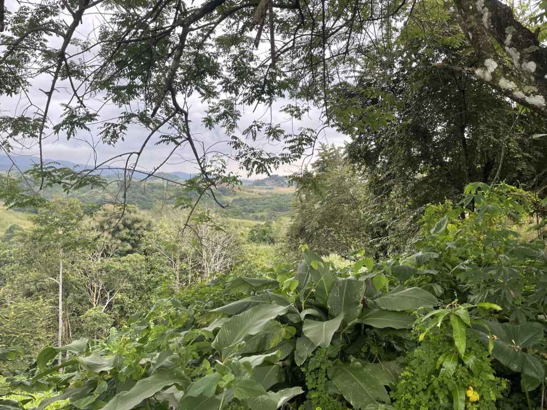 Dense tropical vegetation with distant hills on investment plot Gonzalillo Panama City