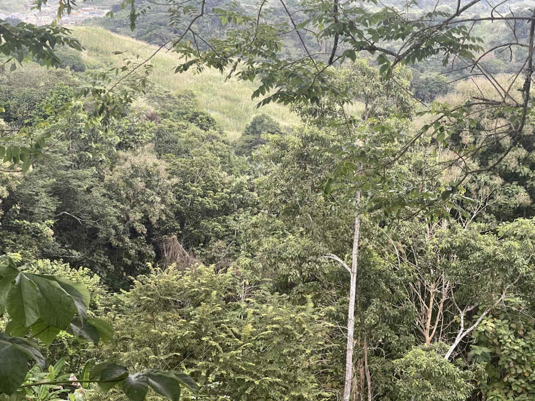 Mixed forest cover and rolling terrain suitable for projects near Panama Norte