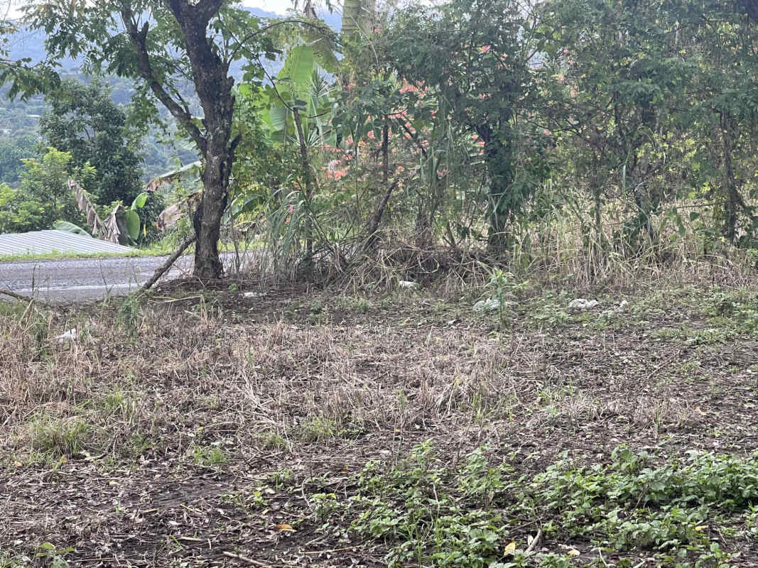 Vacant sloped plot with bushes, trees and near road access in Panama Norte