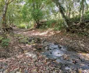 372 Hectare Farm with Rivers & Fertile Soil Cambutal Tonosi